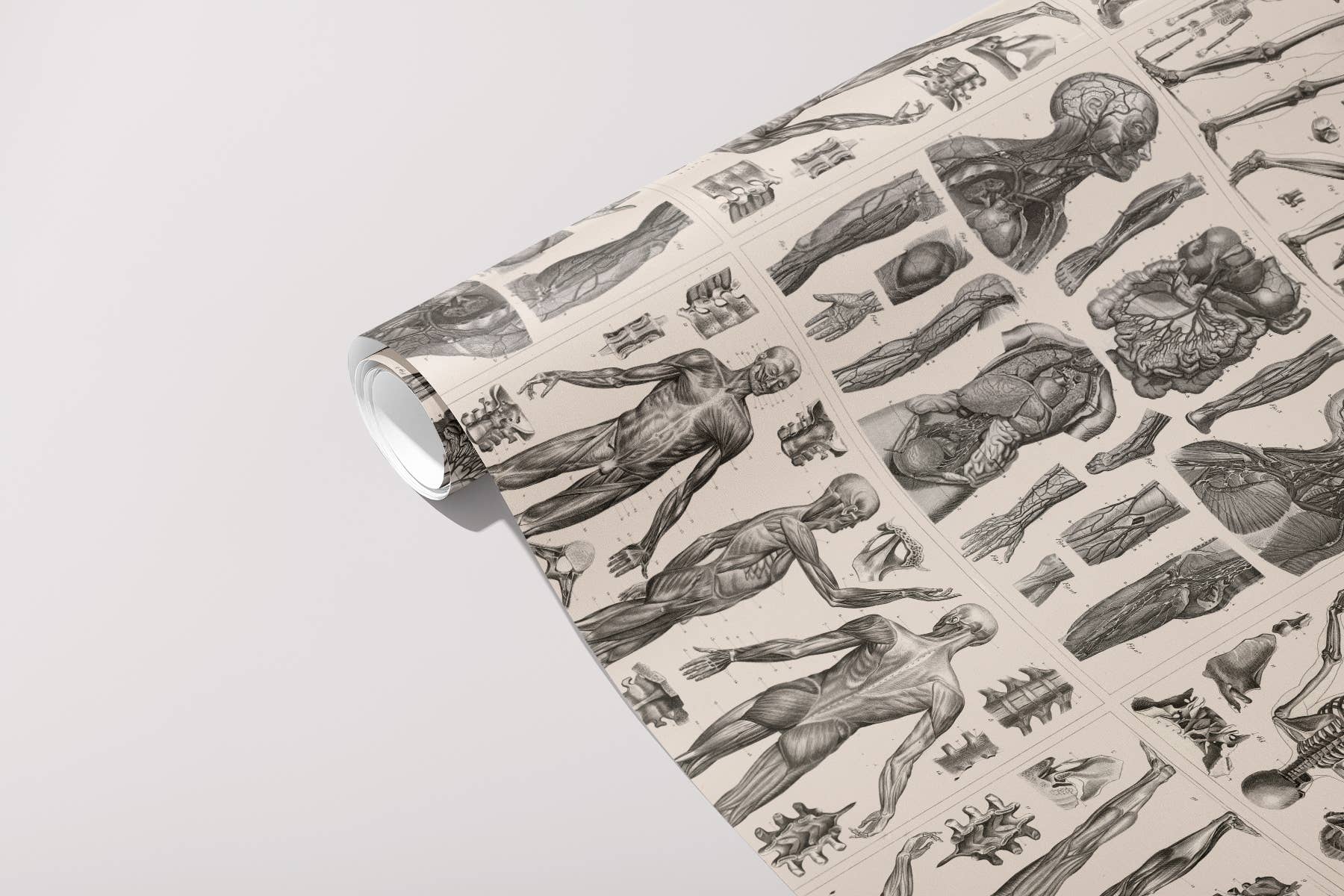 "Anatomy" Gift Wrap